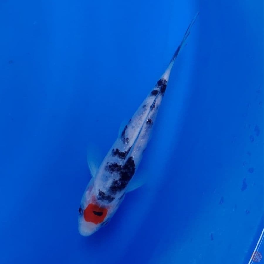 Koi Lokal Tancho Sanke 19cm