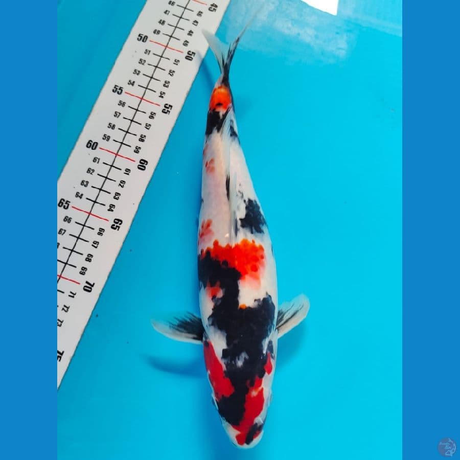 showa 30cm