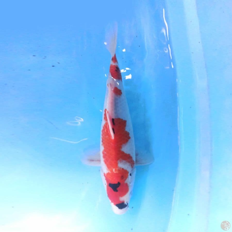 Showa Tategoi 35 cm