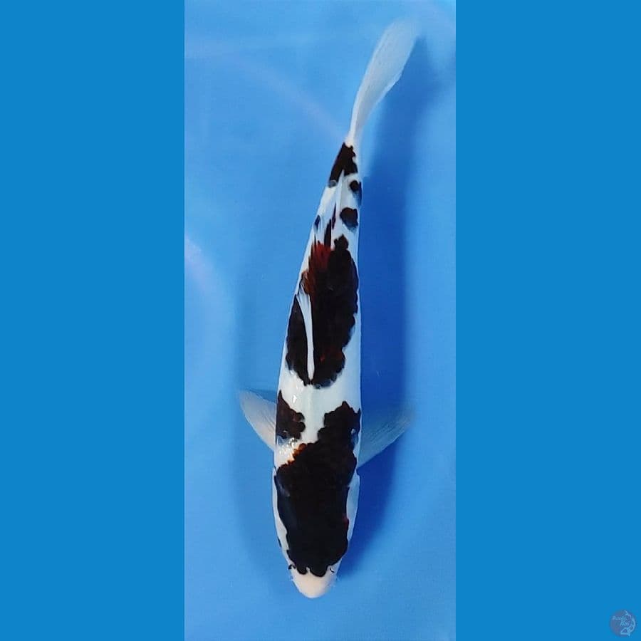35cm