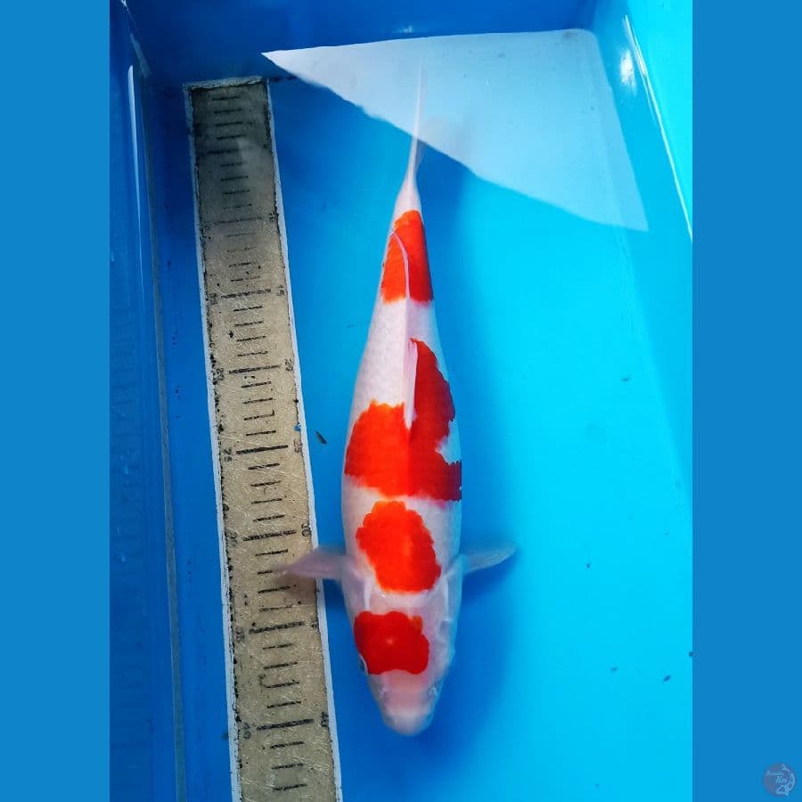 40bu original 4step kohaku