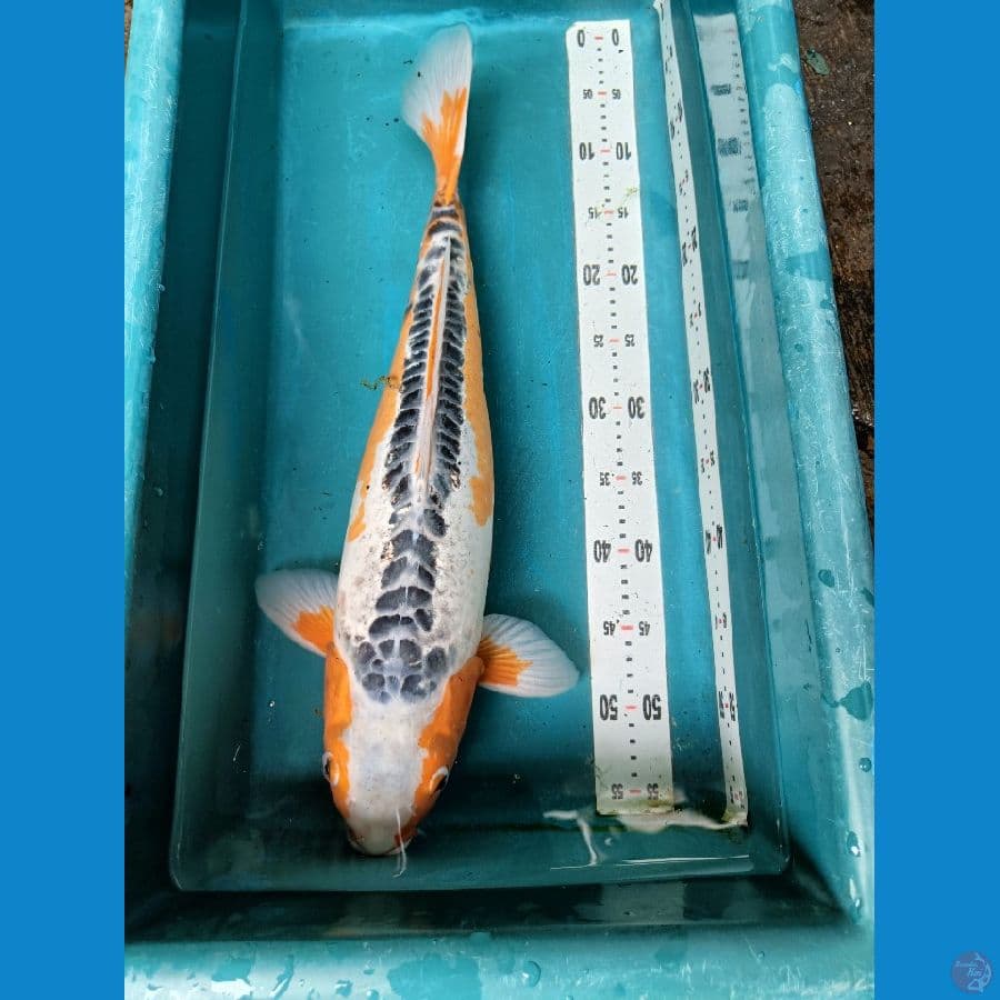 shusui 55 bu