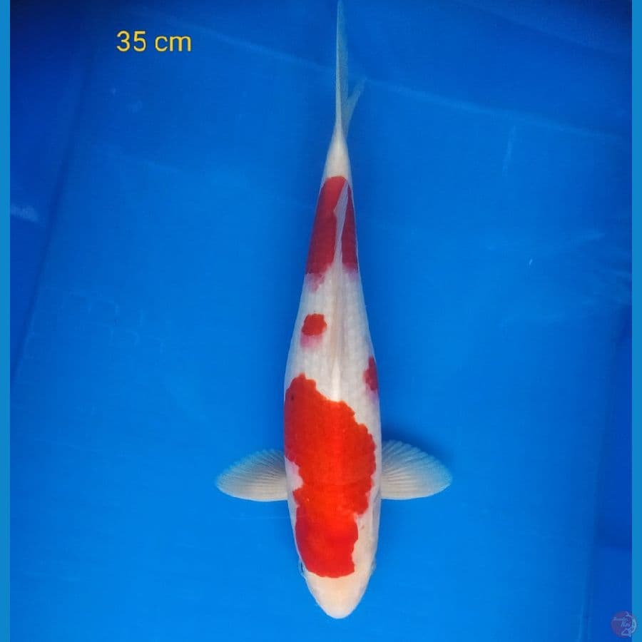 kohaku