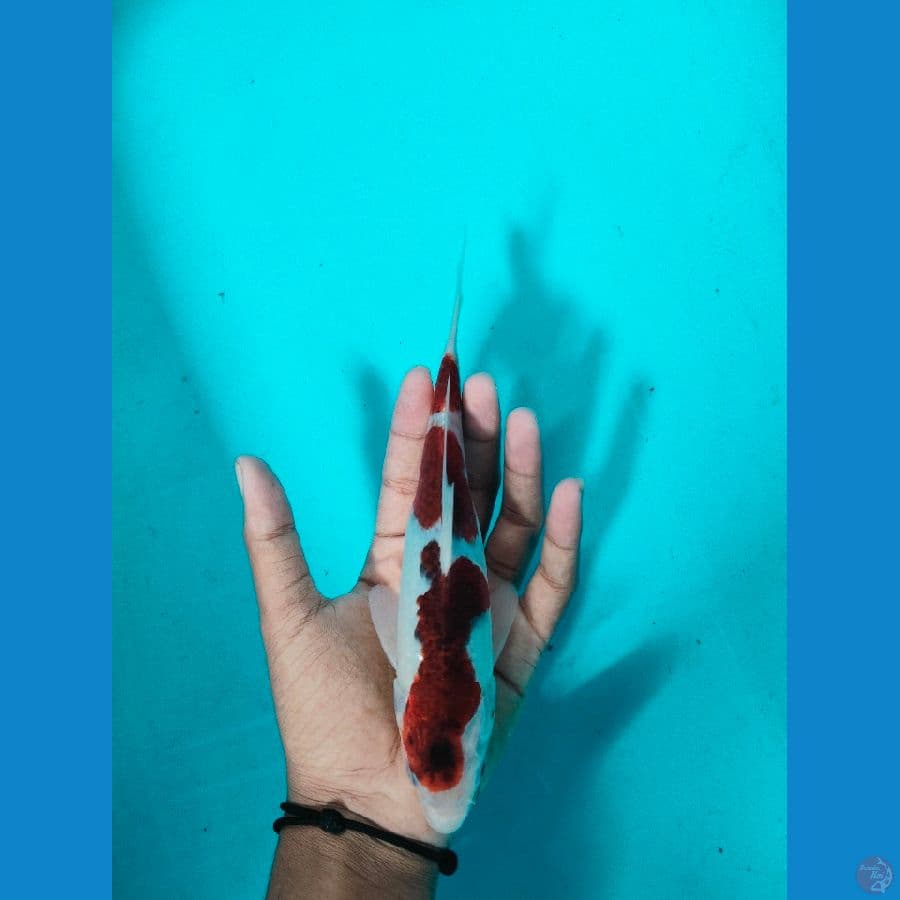 SQ Koromo 20cm