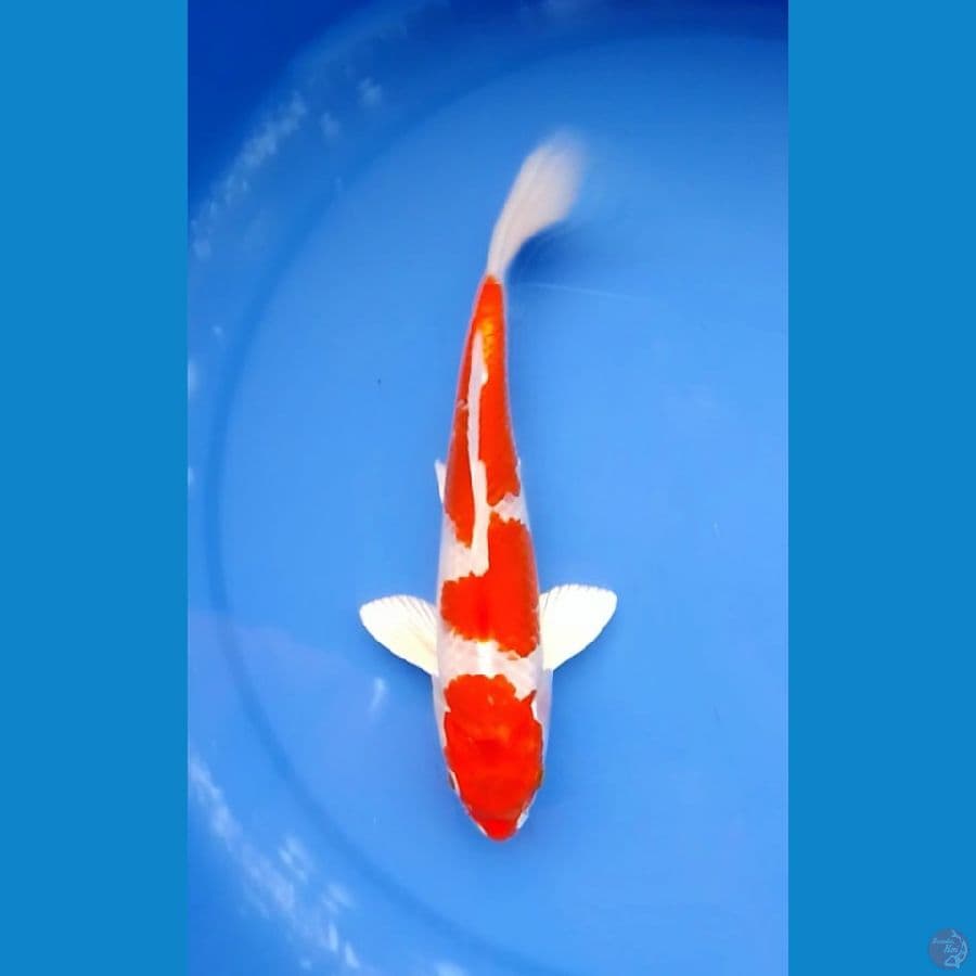 HQ Sakura Ogon (Kohaku Hikari) 24cm