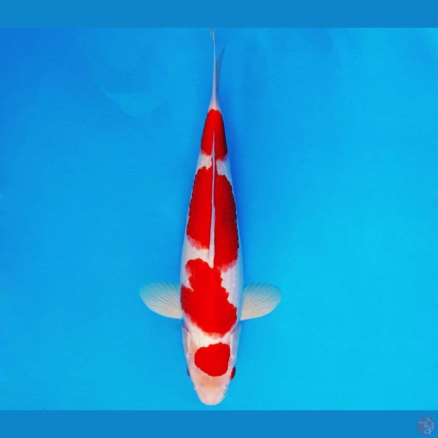 HIRO 1 - KOHAKU 29 cm/male ®