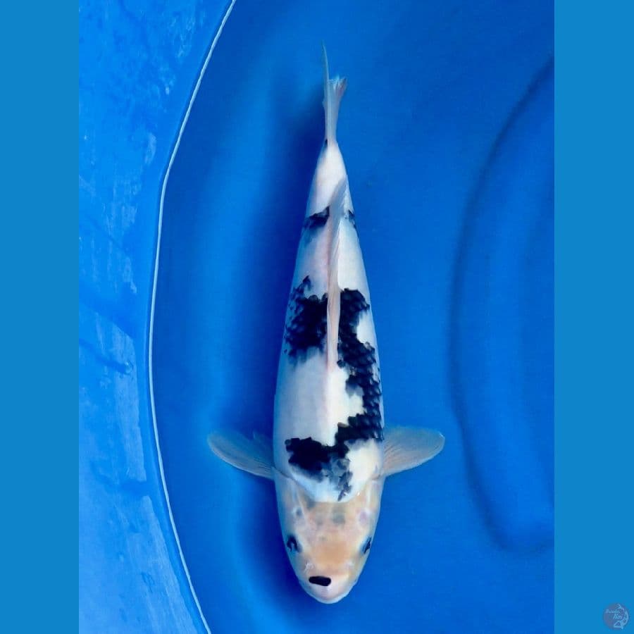 Siro jumbo tosai 35cm