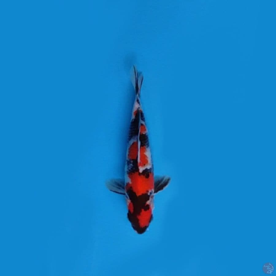 MARUTEN SHOWA _20 cm SQ