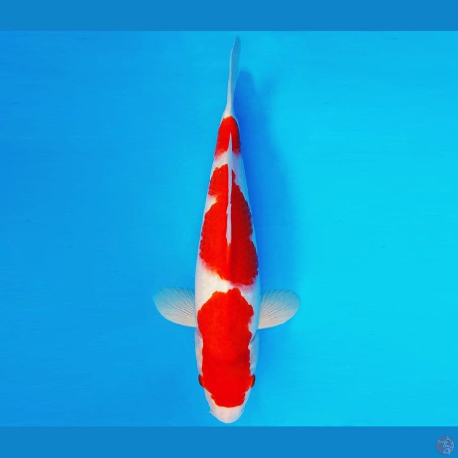 HIRO 2 - AI GOROMO 32 cm/male ®