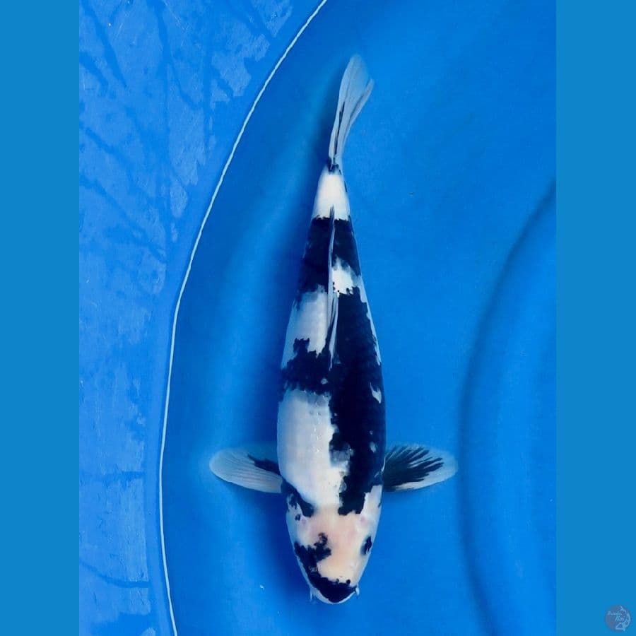 Siro finsh 35cm