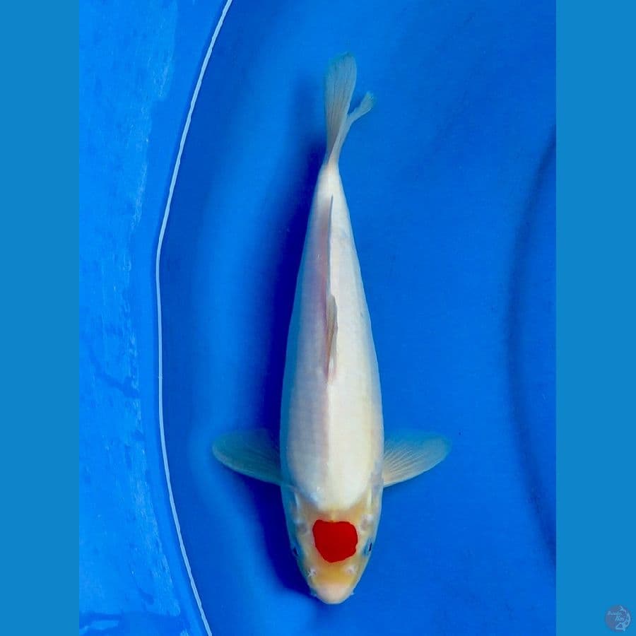 tancho ori 28cm