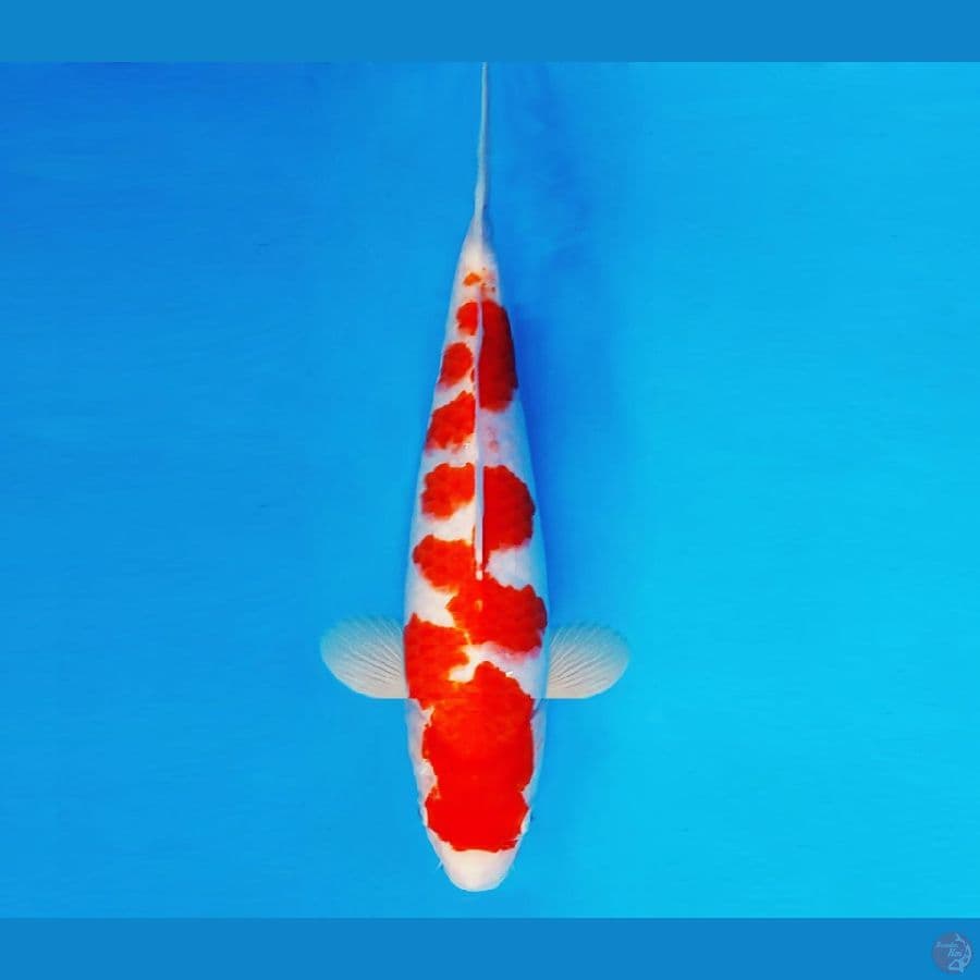 HIRO 4 - KOHAKU 34 cm/male ®
