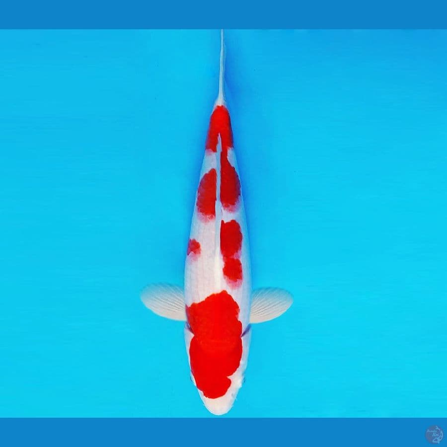 HIRO 8 - KOHAKU 30 cm/fm ®