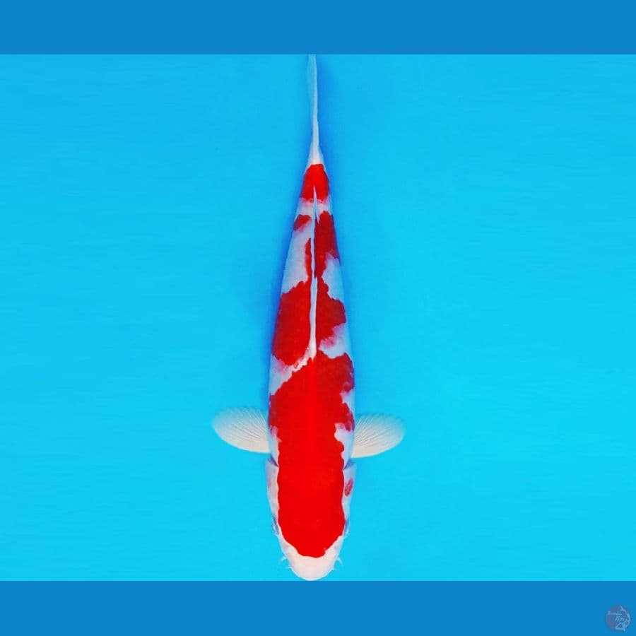 HIRO 9 - KOHAKU 29 cm/male ®