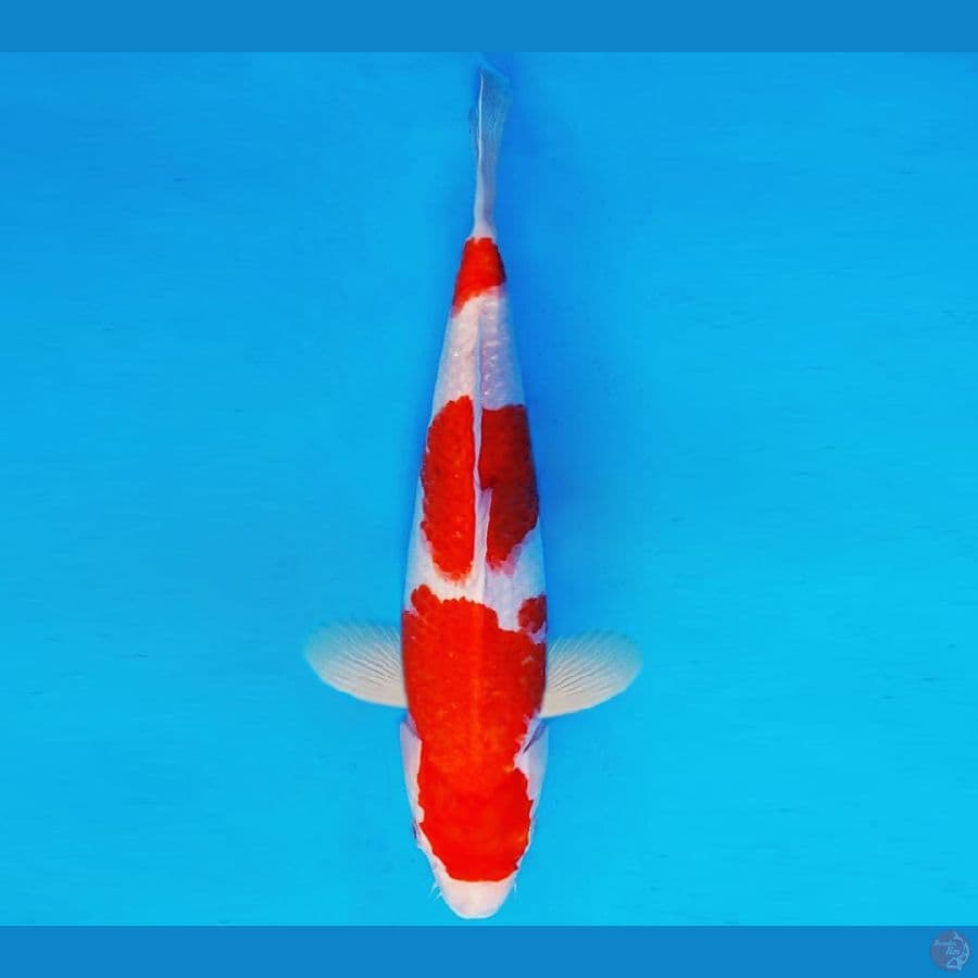 HIRO 10 - AI GOROMO 32 cm/fm ®