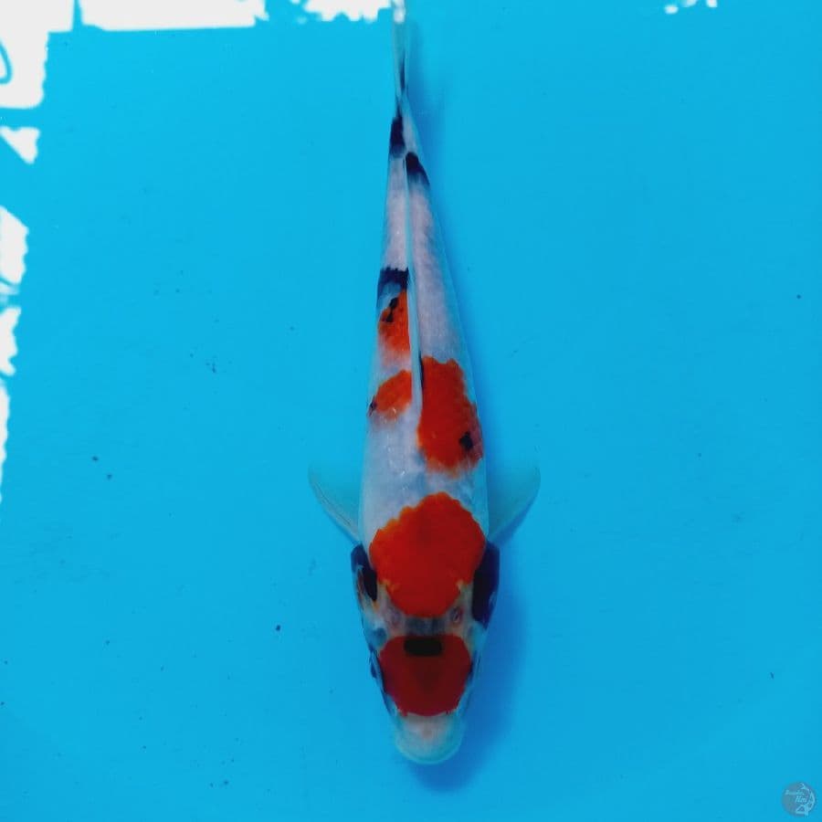 *SHOWA//23 CM*
