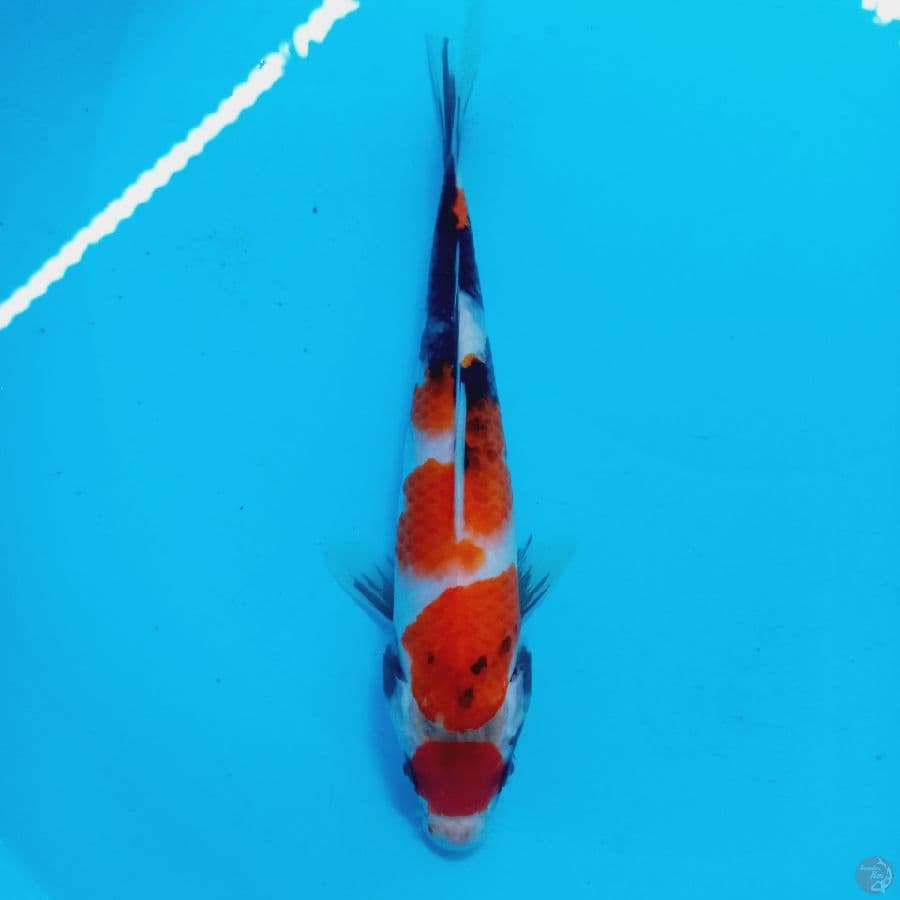 *SHOWA//ML/25 CM*