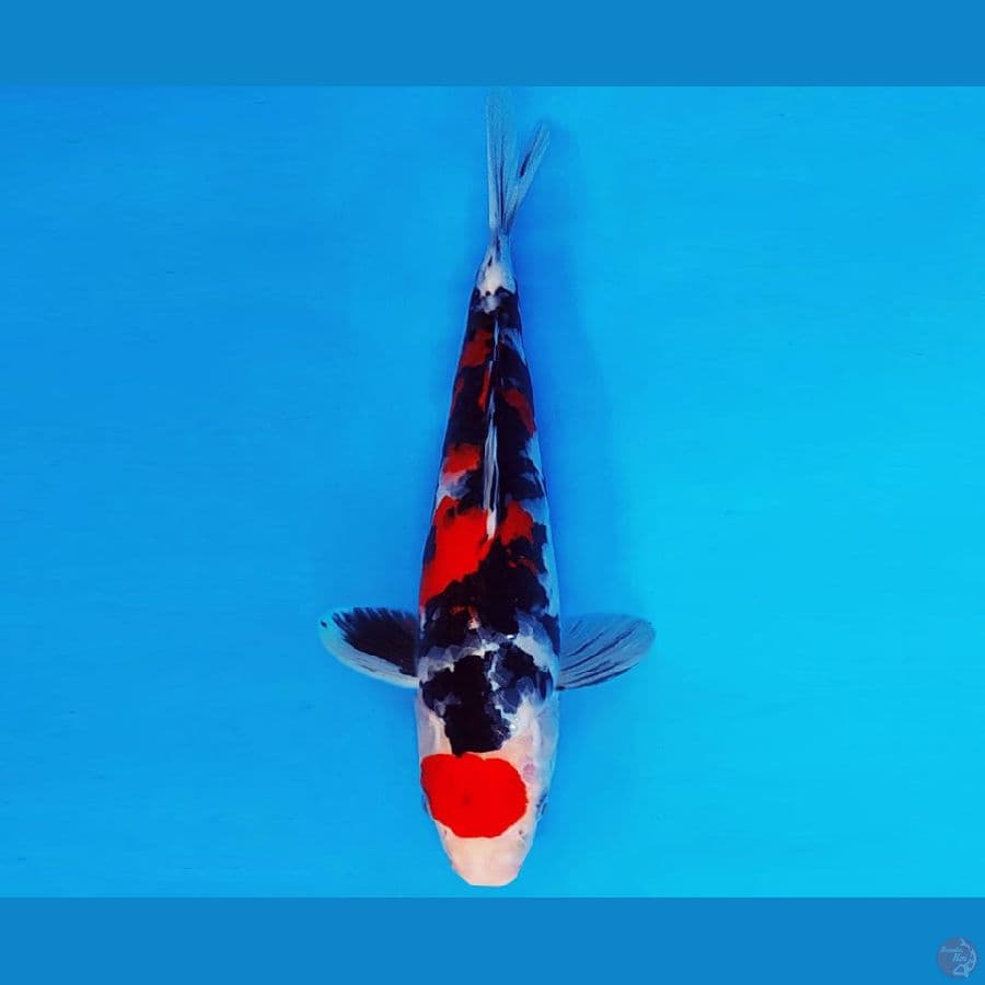 HIRO 13 - SHOWA 27 cm/fm ®