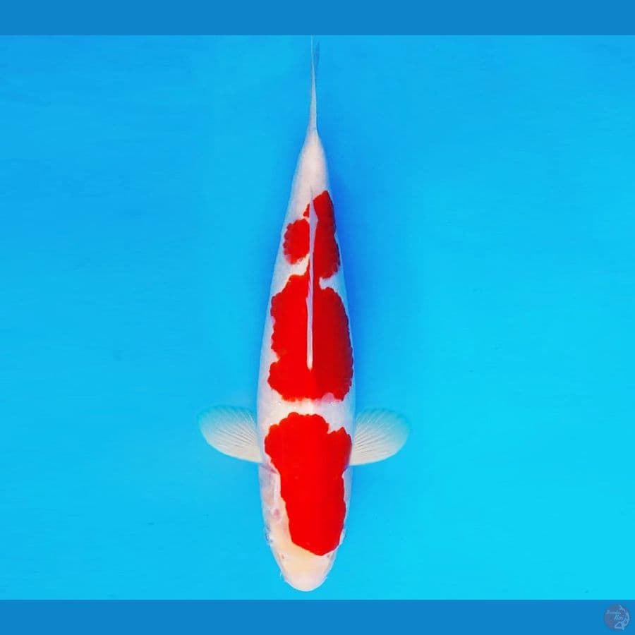 HIRO 14 - AI GOROMO 32 cm/male ®