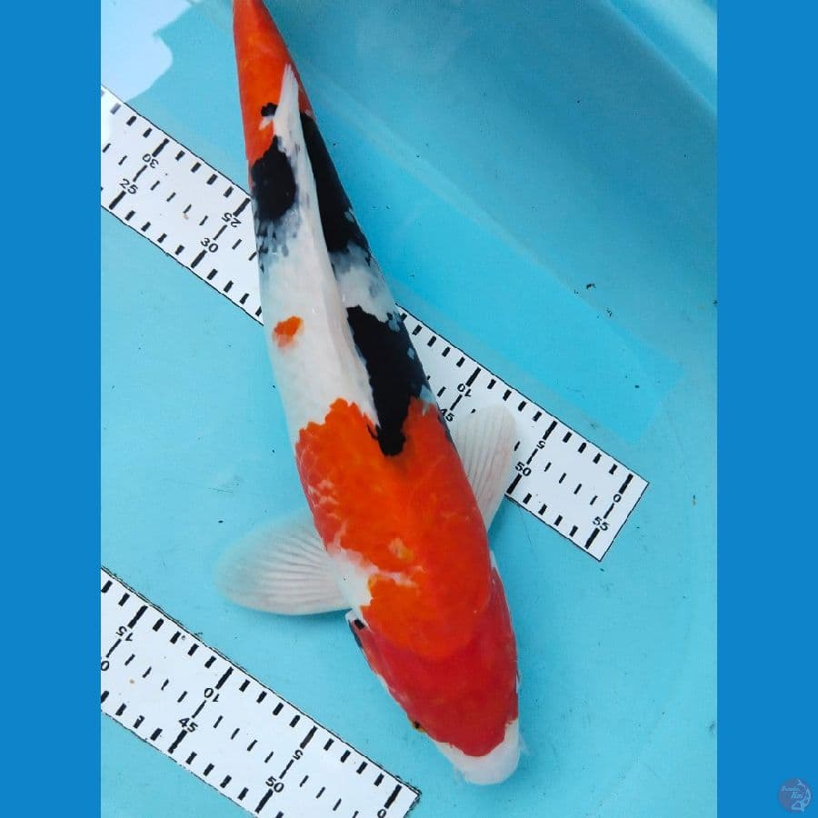 showa jantan 46cm