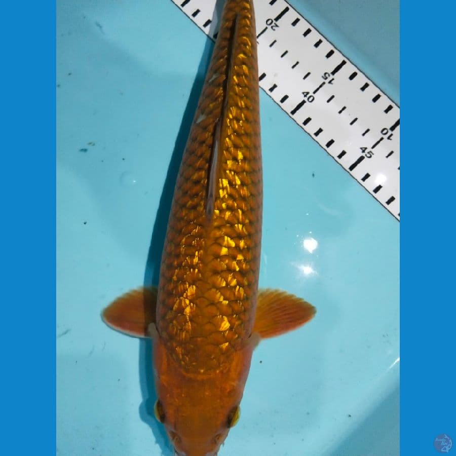 chagoi ginrin 34cm