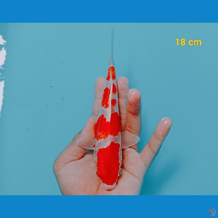 Kohaku 18 cm