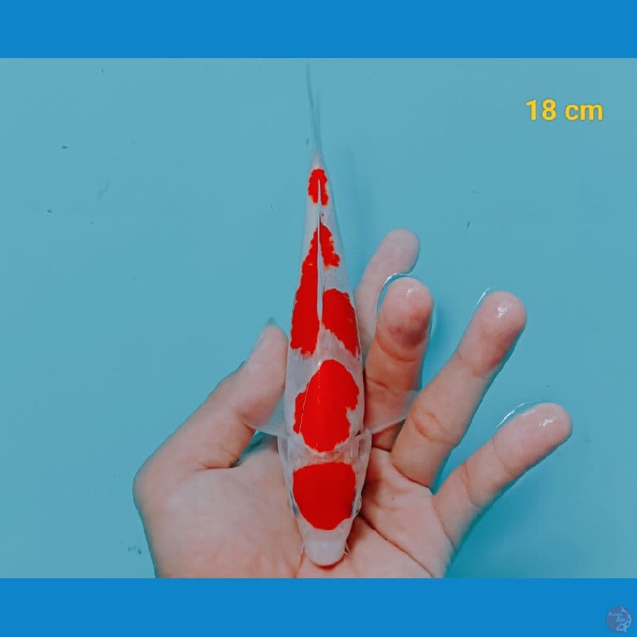 Kohaku 18 cm