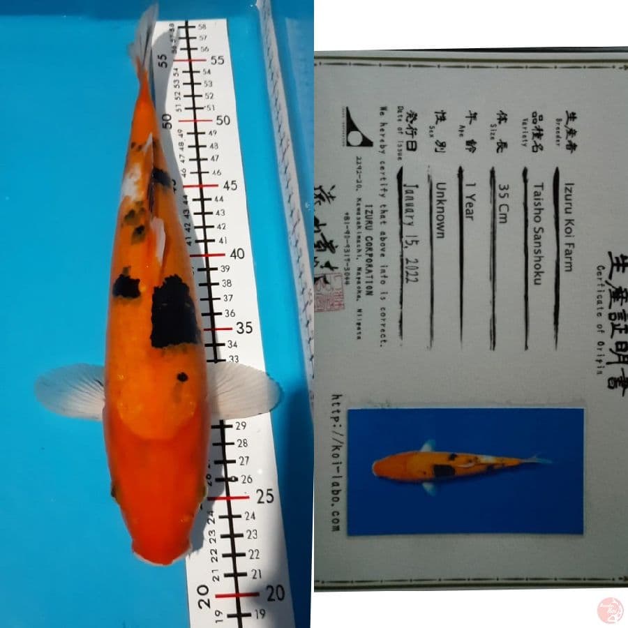 IZURU KOI FARM 35cm +serti