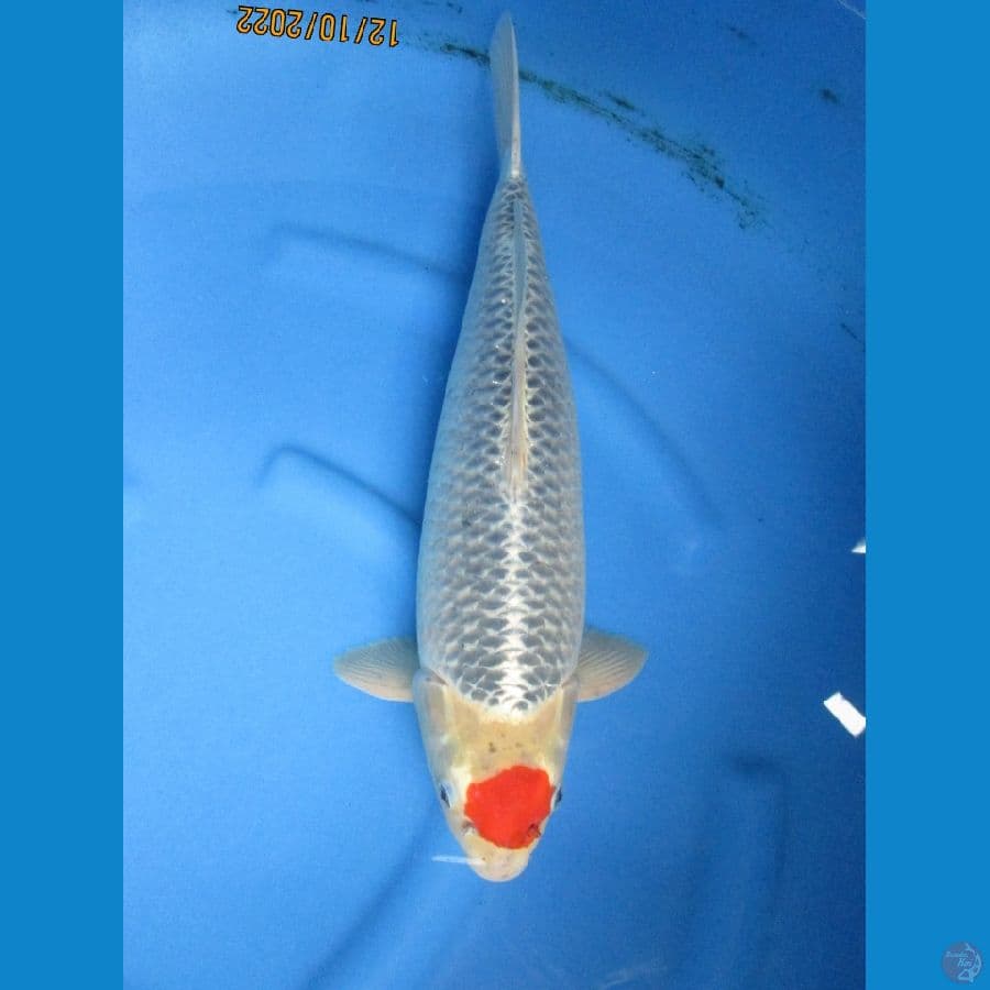 F1. Tancho Ghosyki body import 49 Cm