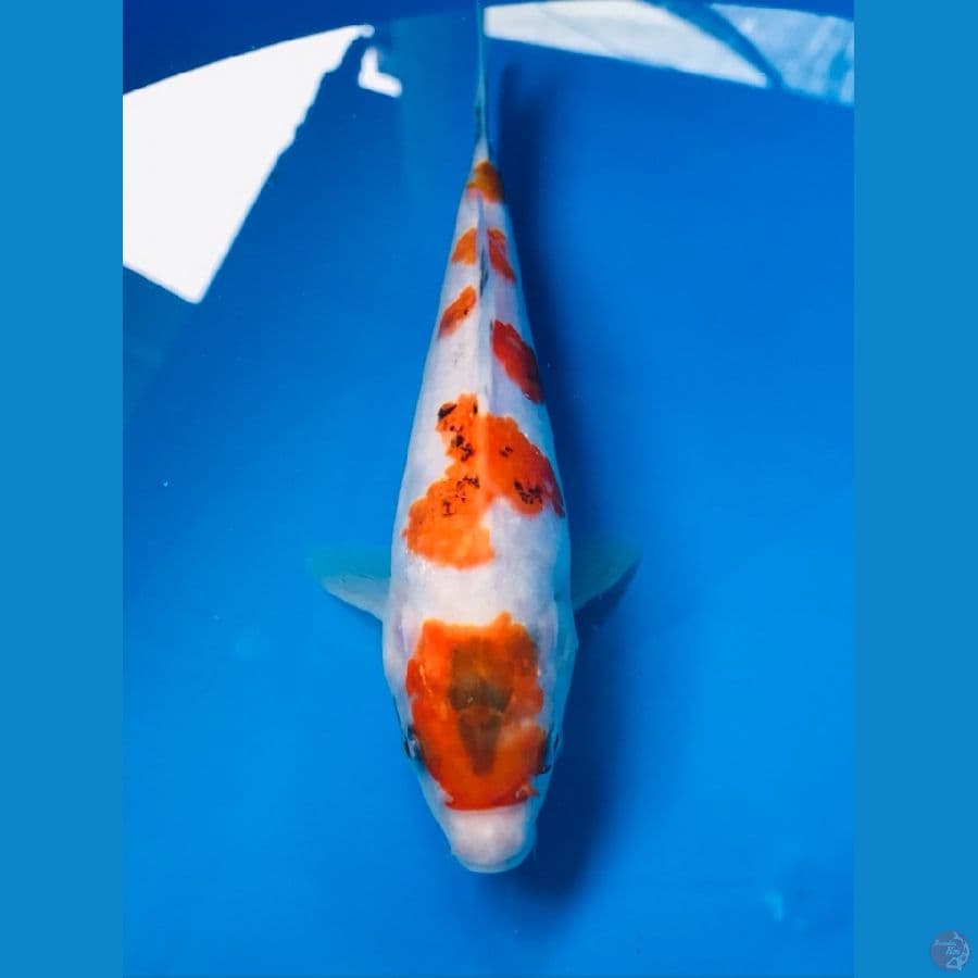 showa tategoi 20cm