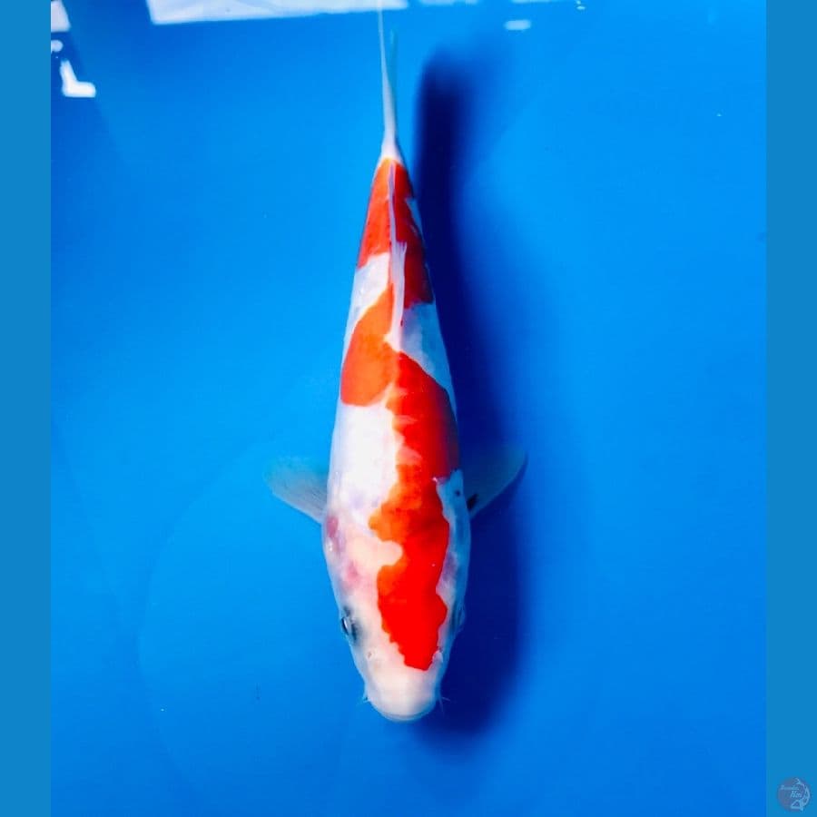 inazuma doitsu 20cm