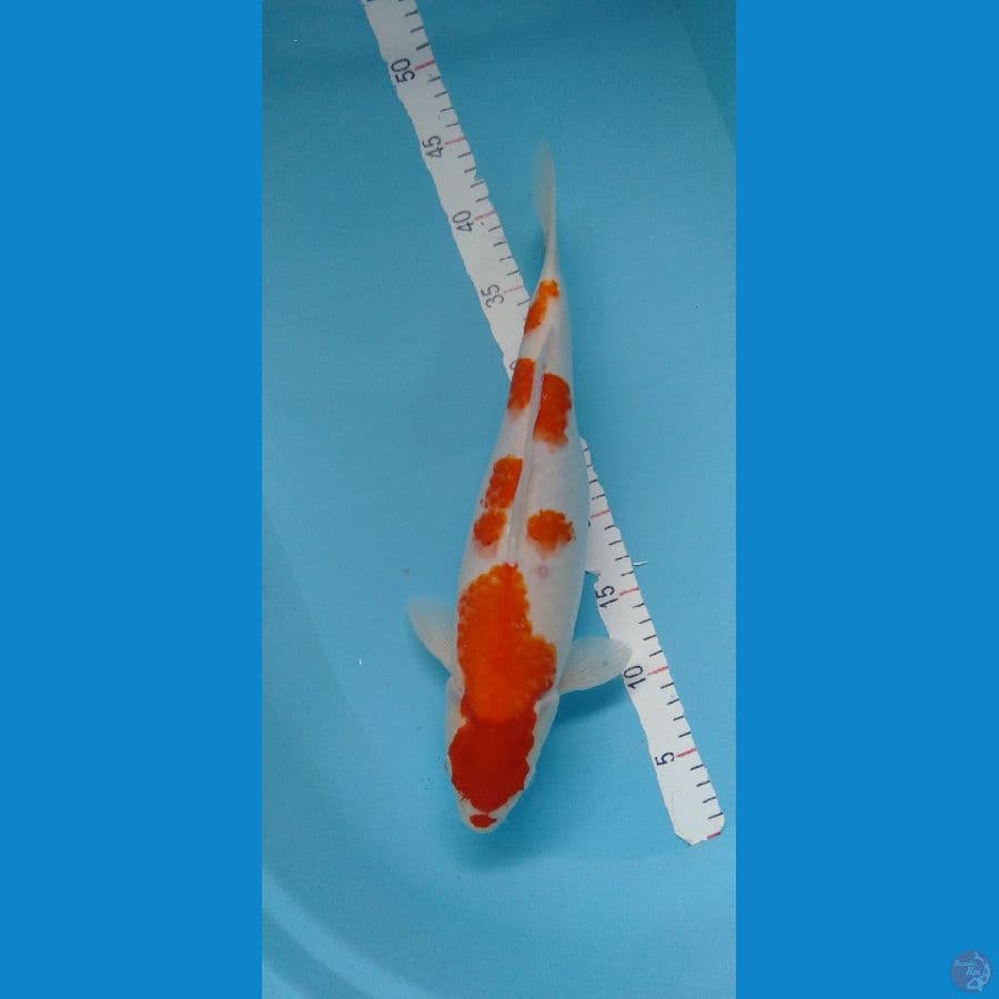 Kohaku original F 40cm