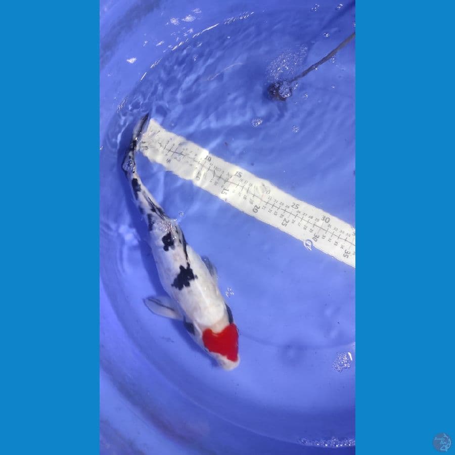 Tanco Sanke 40 cm