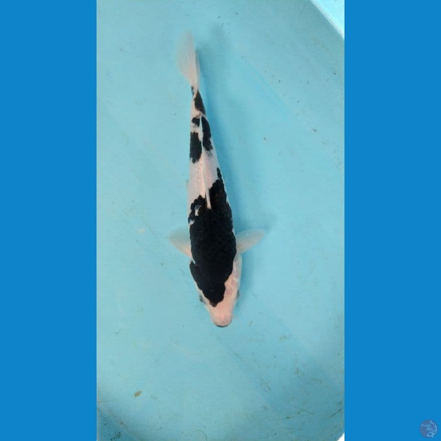 budhogoromo 28 cm male