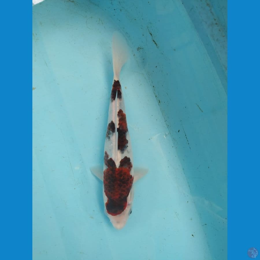 Goromo 25 cm male