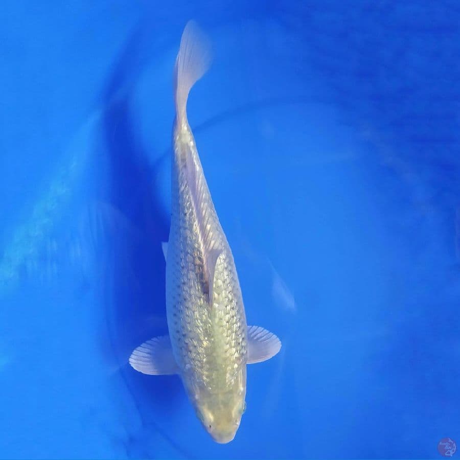 Soragoi Ginrin 35cm