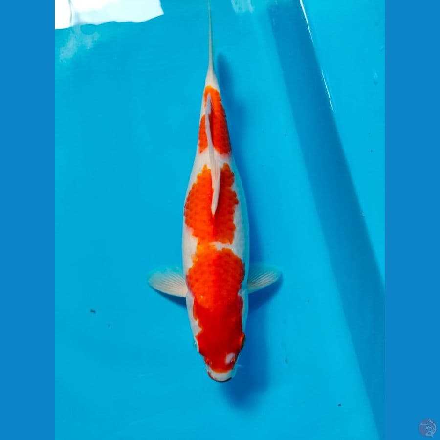 kohaku 30cm