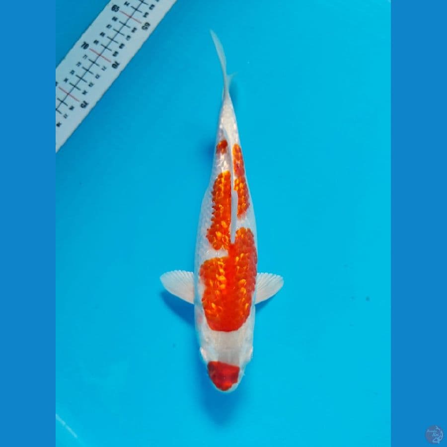 kohaku ginrin 25cm