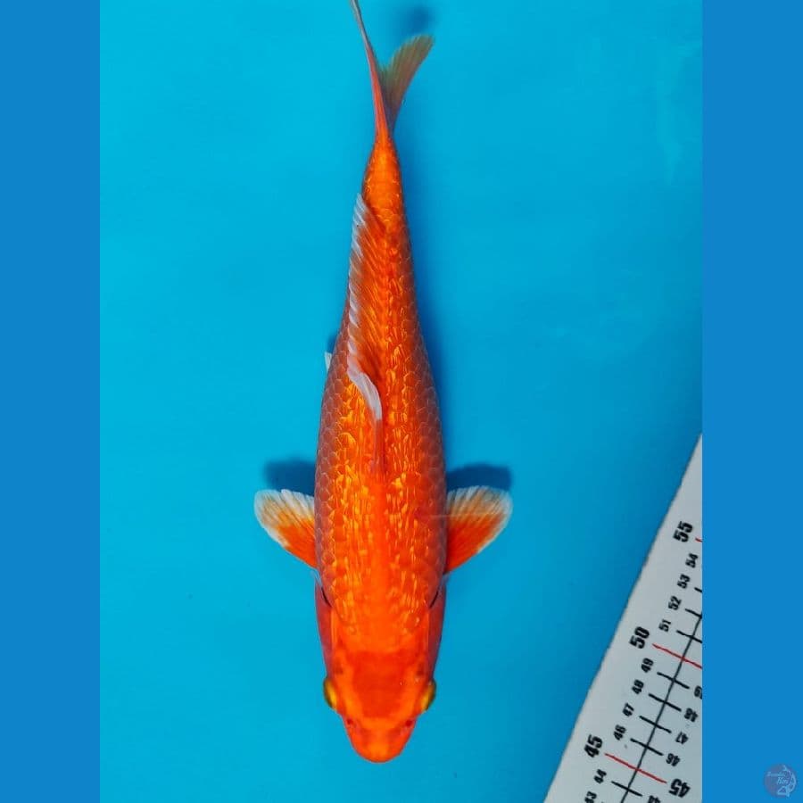 akahajiro 30cm