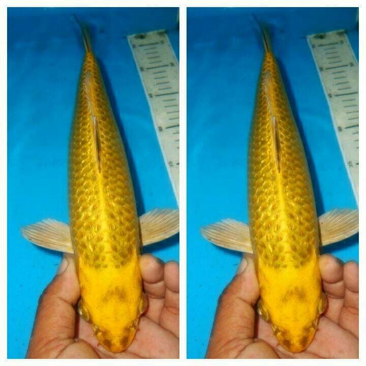 Kin matshuba ginrin