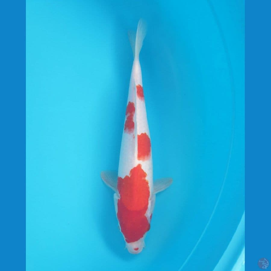 KOHAKU ORI 29 CM