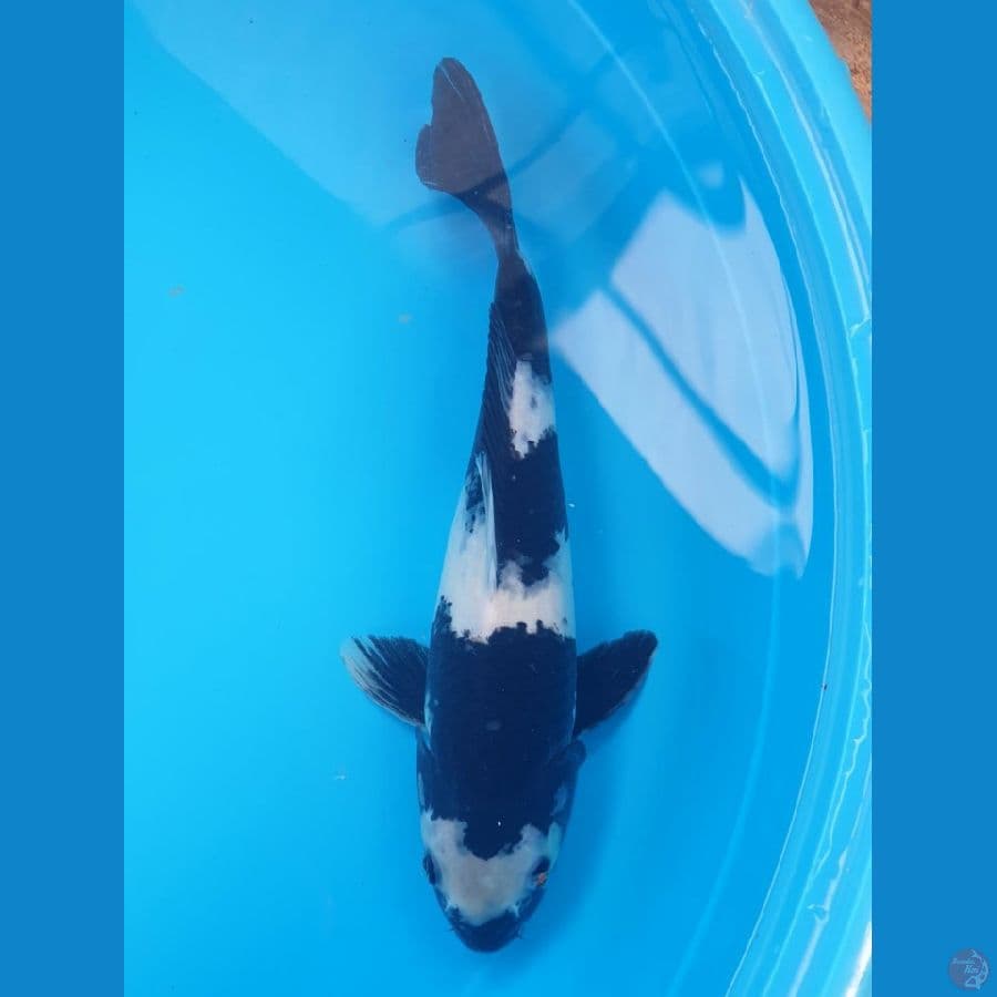 SHIRO "Pekat" 32/F