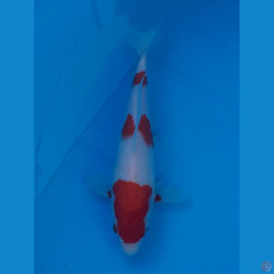 KOHAKU ORI 26 CM