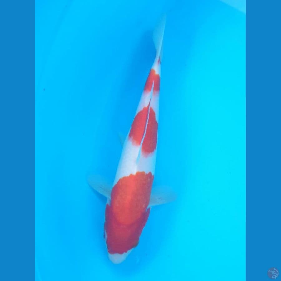 KOHAKU ORI 23 CM