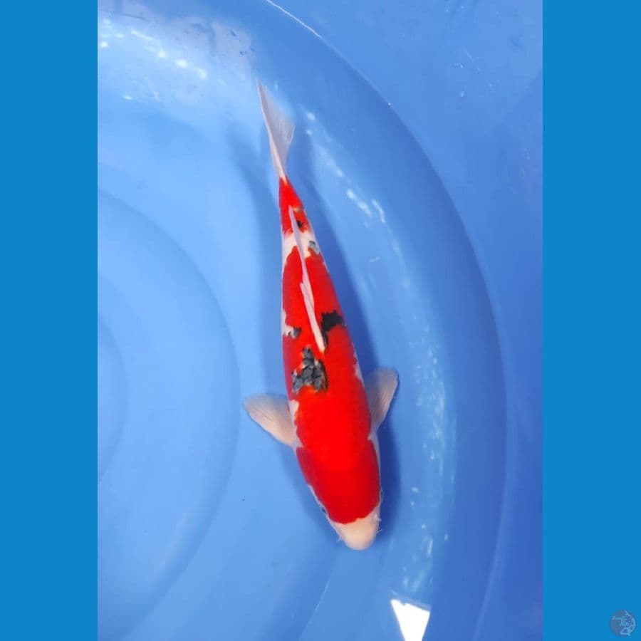 khutuk*~® sanke 37cm BU male