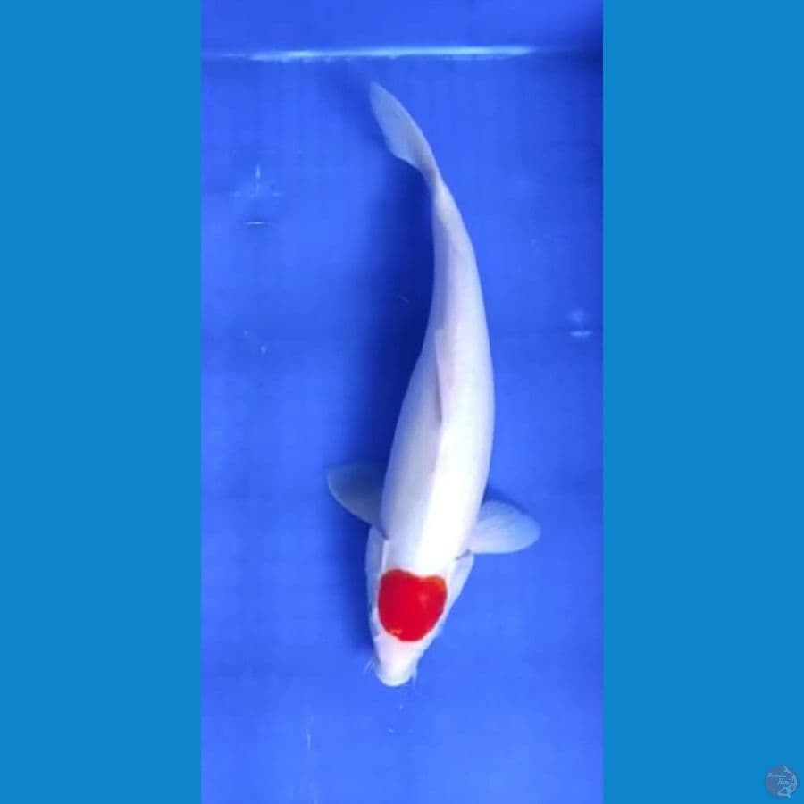 tancho kohaku i