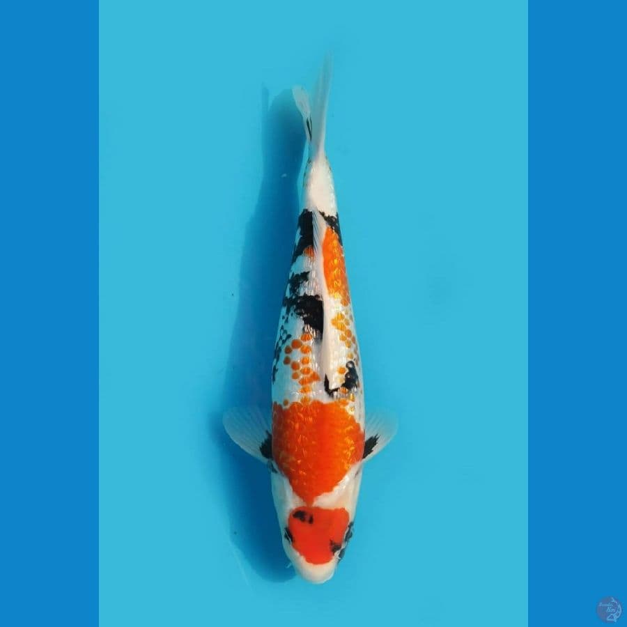 Sq Jumbo Maruten Showa ginrin Kanoko 45cm
