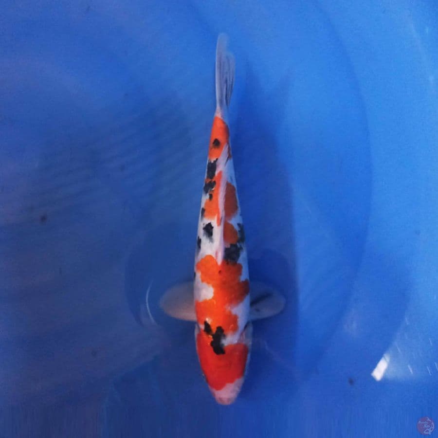 Sanke 30 cm