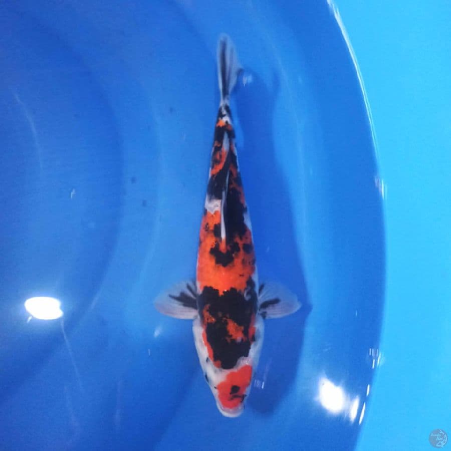 Showa 30 cm