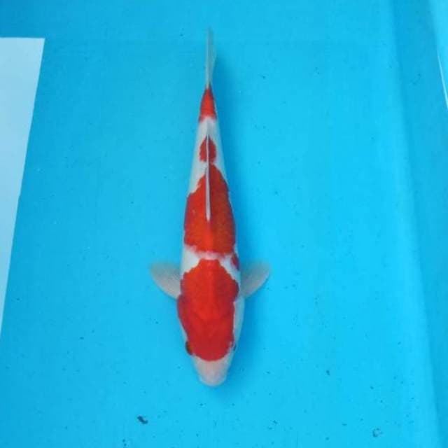 Kohaku beni strong original